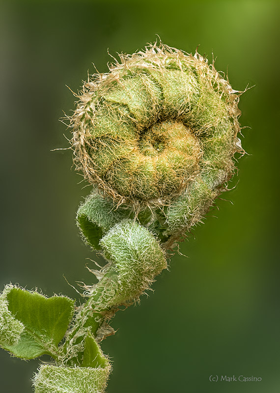 Fern Fiddlehead